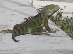 Iguana iguana