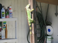 Iguana iguana
