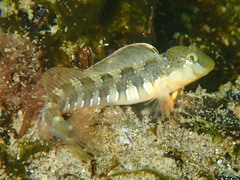 Microlipophrys dalmatinus