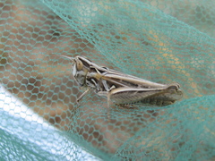 Omocestus petraeus