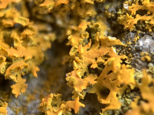 Bare-bottom Sunburst Lichen