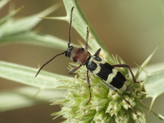 Chlorophorus trifasciatus