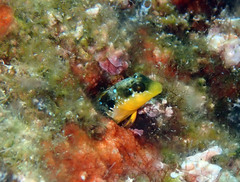 Microlipophrys dalmatinus