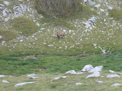 Rupicapra rupicapra balcanica