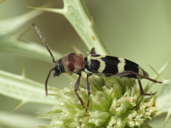 Chlorophorus trifasciatus