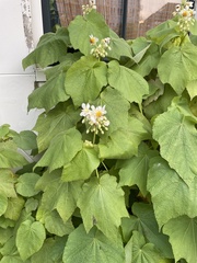 Sparrmannia