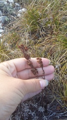 Hypericum linarioides
