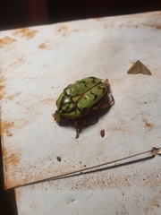 Eupoecila inscripta