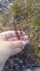 Hypericum linarioides