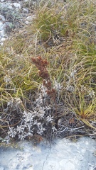 Hypericum linarioides