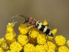 Chlorophorus trifasciatus