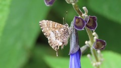 Uranothauma nubifer nubifer