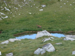 Rupicapra rupicapra balcanica