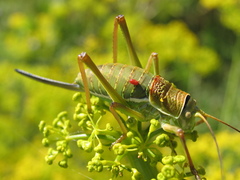 Ephippiger apulus apulus