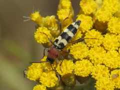 Chlorophorus trifasciatus