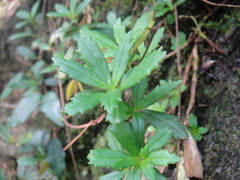 Lysionotus pauciflorus