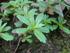 Lysionotus pauciflorus