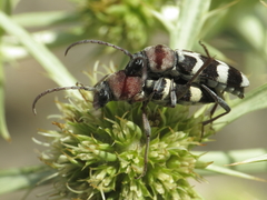 Chlorophorus trifasciatus