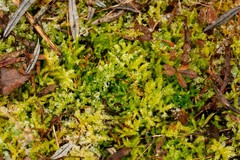 Brachythecium glareosum