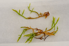 Brachythecium glareosum