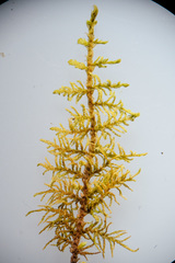 Thuidium assimile