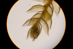 Thuidium assimile