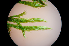 Brachythecium glareosum