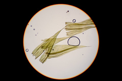 Brachythecium glareosum