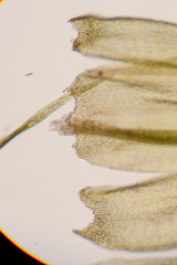 Brachythecium glareosum