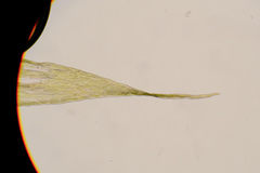 Brachythecium glareosum