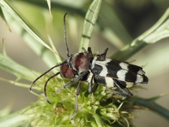 Chlorophorus trifasciatus