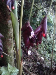 Calathea erythrolepis