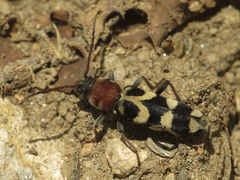 Chlorophorus trifasciatus