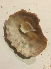 Crucibulum scutellatum