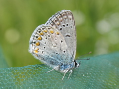Polyommatus thersites