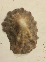 Crucibulum scutellatum