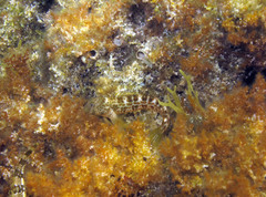 Microlipophrys canevae