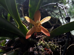 Maxillaria rufescens