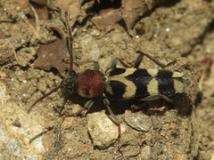 Chlorophorus trifasciatus