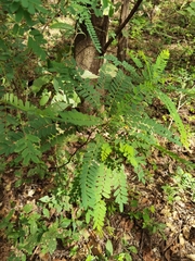 Alvaradoa amorphoides