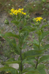 Senecio propinquus