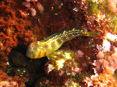 Microlipophrys canevae