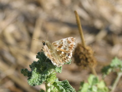 Muschampia baeticus