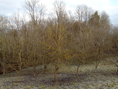 Xanthoria parietina