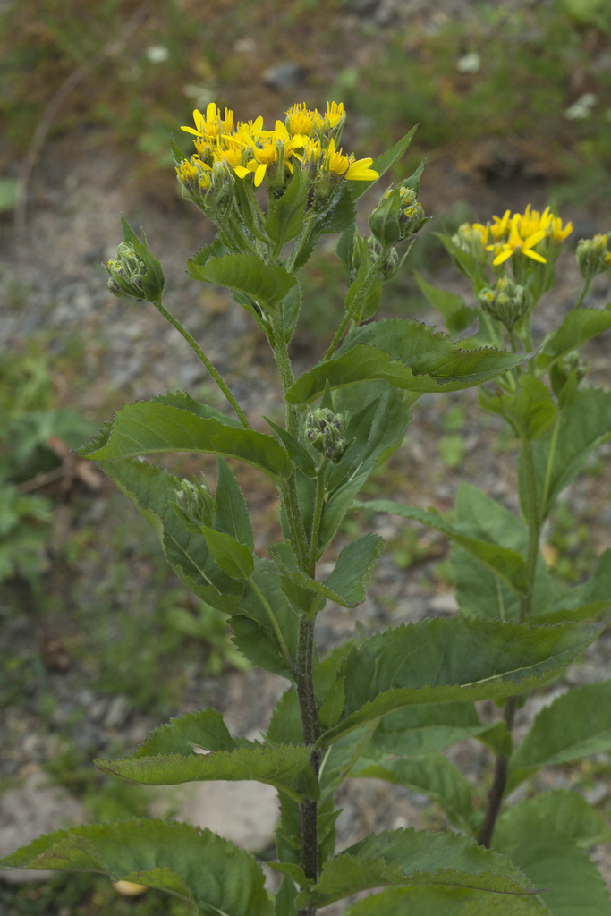 Senecio propinquus