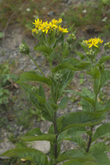 Senecio propinquus