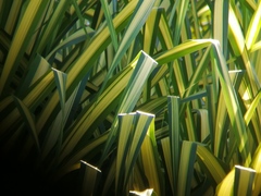 Beaucarnea recurvata