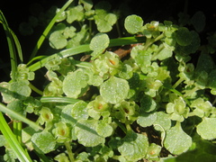 Chrysosplenium delavayi