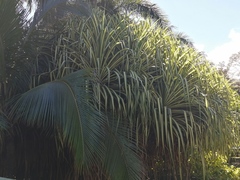 Beaucarnea recurvata