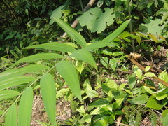 Polygonatum cyrtonema